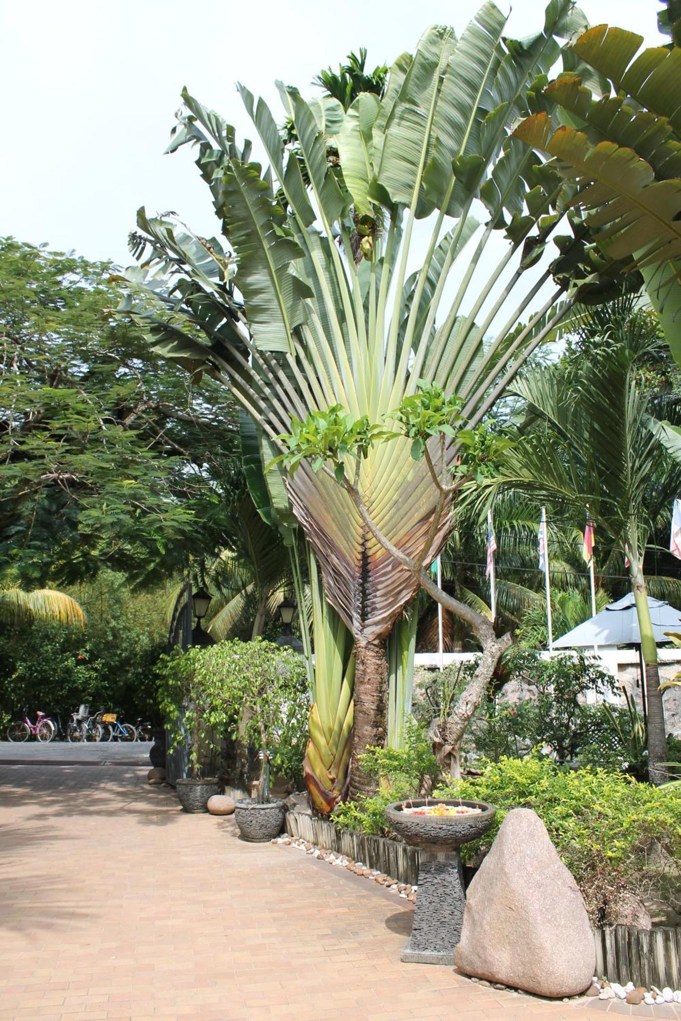 Hotel Chateau St Cloud La Digue Eksteriør billede